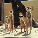 Zoopark Statek u Merlina