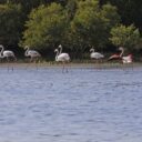 Flamingo Beach Resort
