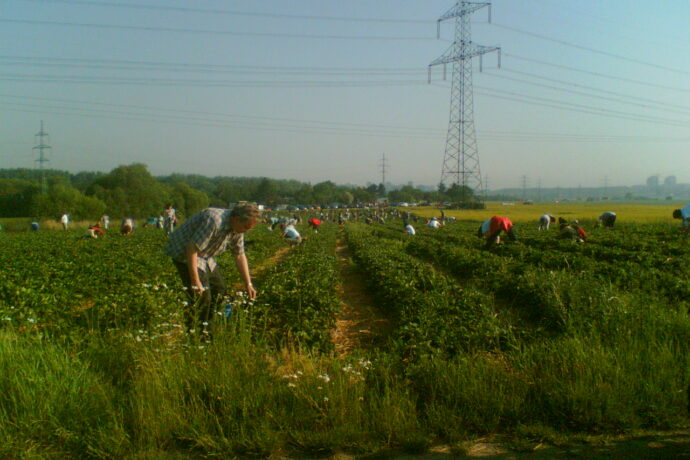 Jahody z Kunratic jsou zárukou čerstvosti a kvality