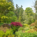 Foto: ©Dendrologická zahrada Průhonice