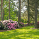 Foto: ©Dendrologická zahrada Průhonice