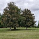 Foto: ©Zámecký park Petrohrad