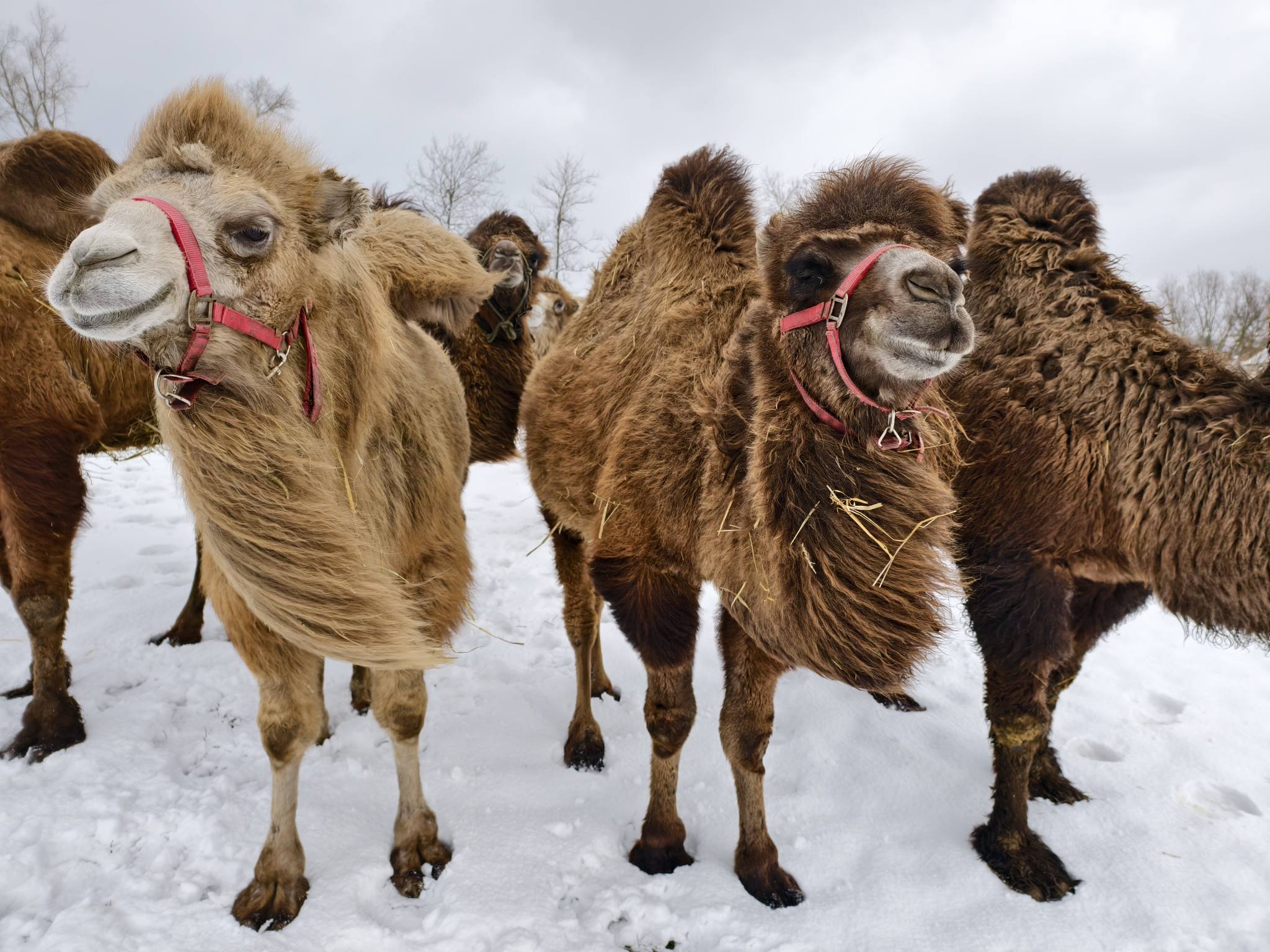 Foto: © Velbloudí farma Záhostice