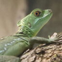 Foto: © Zoo Hodonín