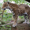 Foto: © Zoo Hodonín