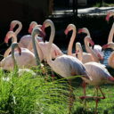 Foto: © Zoo Hodonín