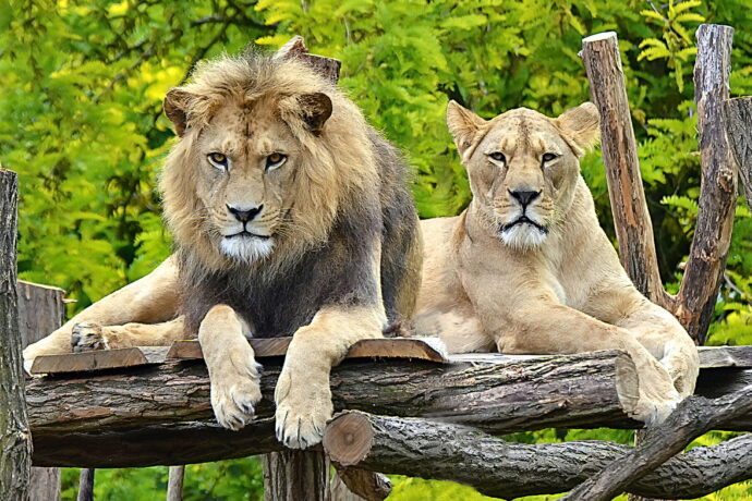Foto: © Zoo Hodonín